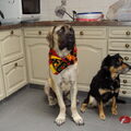 Old English Mastiff