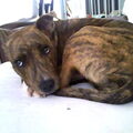 American Staffordshire Terrier