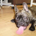 Franse Bulldog