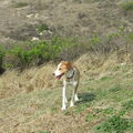 Podenco Ibicenco