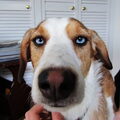 Podenco Ibicenco