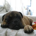 Bullmastiff