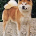 Akita Inu