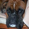 Boxer