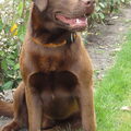 Labrador