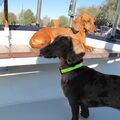 Gijs naast de fiets en op het water