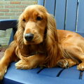 Engelse Cocker Spaniel