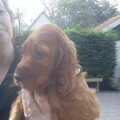 Ierse Setter