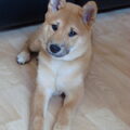 Shiba Inu