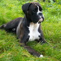 Boxer