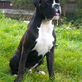 Boxer