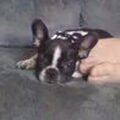 Franse Bulldog
