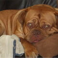 Bordeauxdog