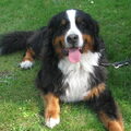 Berner Sennenhond