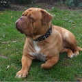 Bordeauxdog