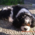 Cavalier King Charles Spaniel