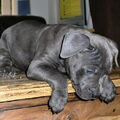 American Staffordshire Terrier