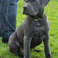 American Staffordshire Terrier
