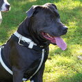 American Staffordshire Terrier
