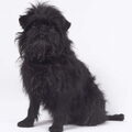 Affenpinscher