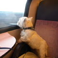 West Highland White Terrier
