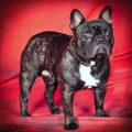 Franse Bulldog