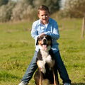 Grote Zwitserse Sennenhond