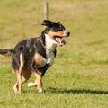 Grote Zwitserse Sennenhond