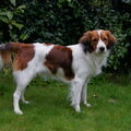 Kooikerhondje