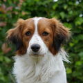 Kooikerhondje