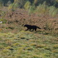 Wandeling in Apeldoorn. (omheind)
