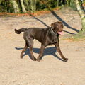 Wandeling in Apeldoorn. (omheind)