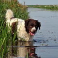 Wetterhoun