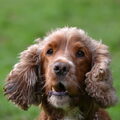 Engelse Cocker Spaniel