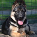 Duitse Herder