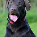 Labrador