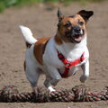 Jack Russell Terrier