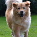 Jack Russell Terrier