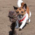 Jack Russell Terrier