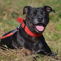 American Staffordshire Terrier