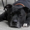 American Staffordshire Terrier