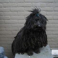 Puli