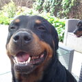 Rottweiler