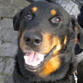 Beauceron