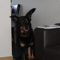 Beauceron