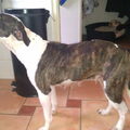 Staffordshire Bull Terrier