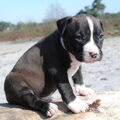 American Staffordshire Terrier