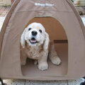 Amerikaanse Cockerspaniel