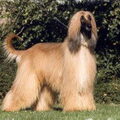 Afghaanse Windhond