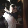 Old English Bulldog